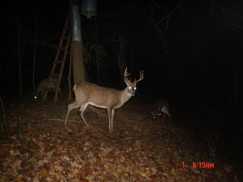 9 point buck